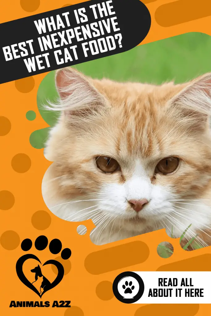 What is the best inexpensive wet cat food?