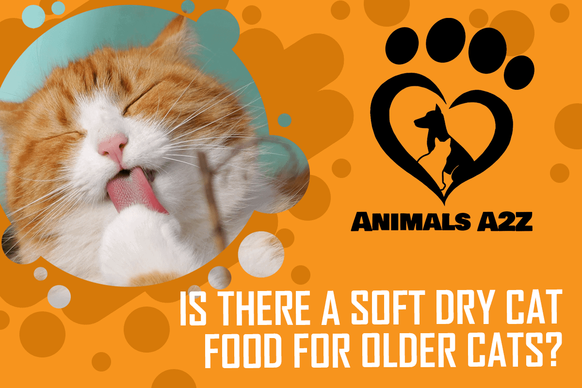 Is there a soft dry cat food for older cats