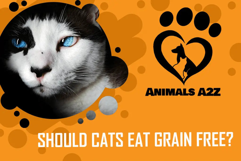 Should Cats Eat Grain Free? [ Detailed Answer ]