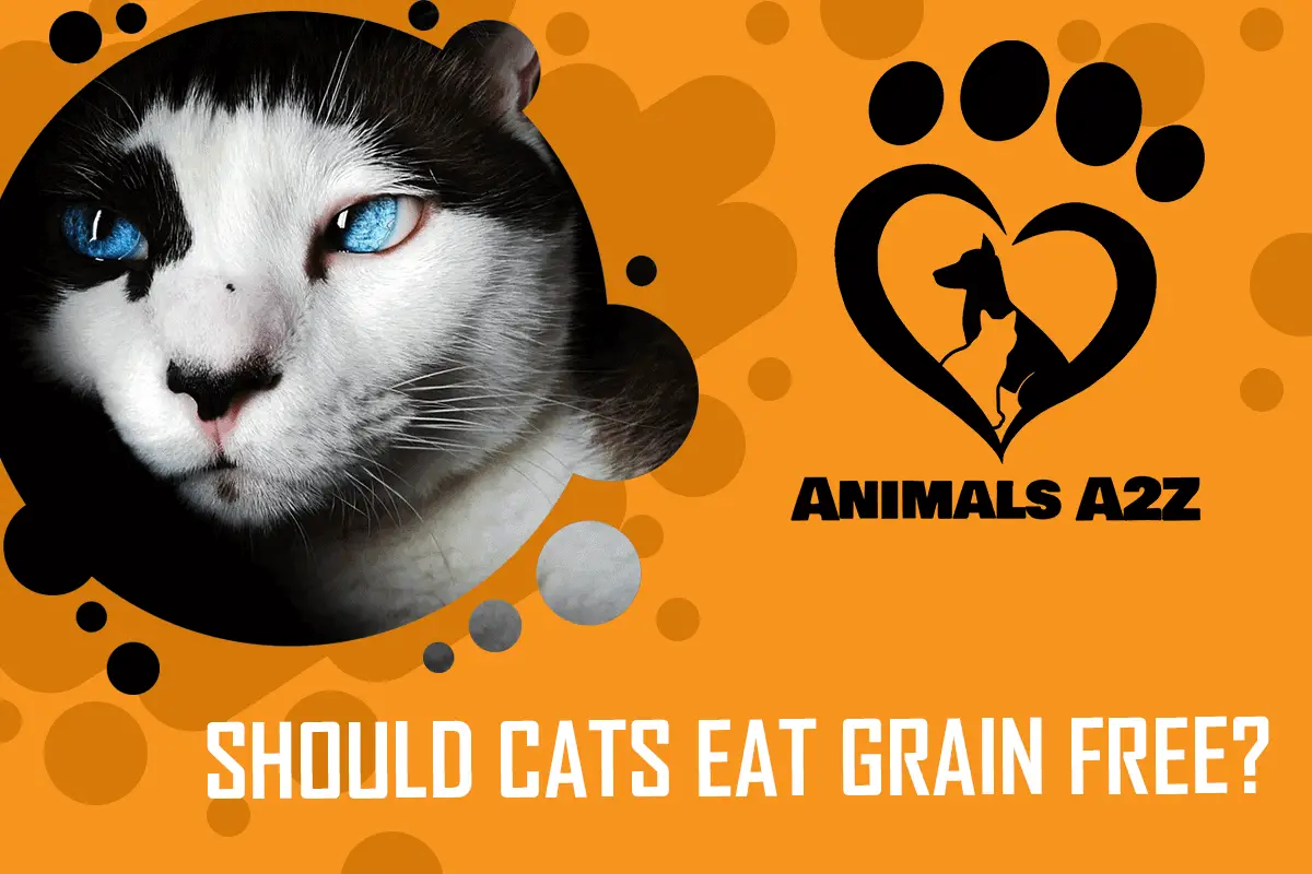 ¿Deben los gatos comer sin cereales?