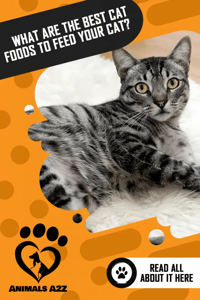 What are the best cat foods to feed your cat