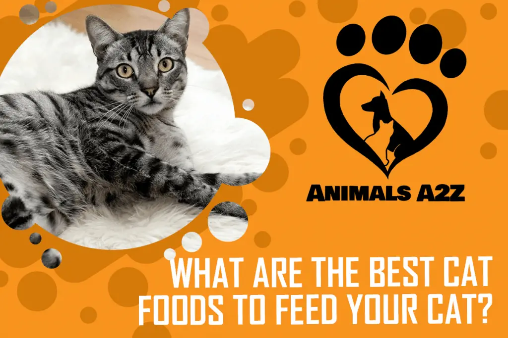 what-are-the-best-cat-foods-to-feed-your-cat-detailed-answer