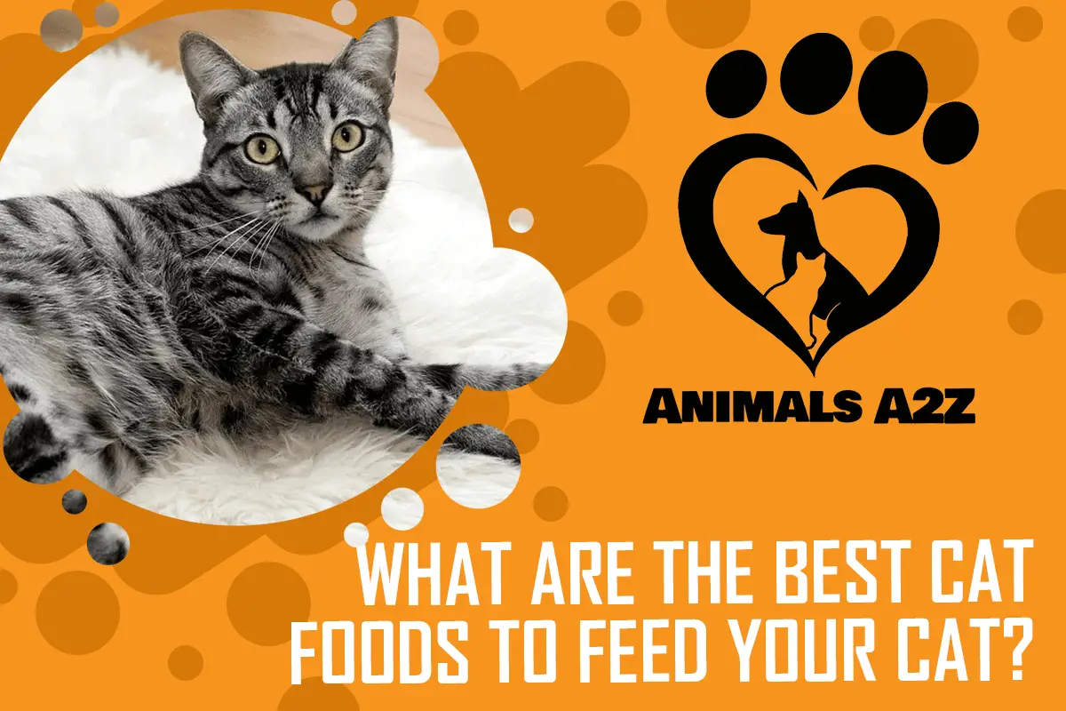 What are the best cat foods to feed your cat