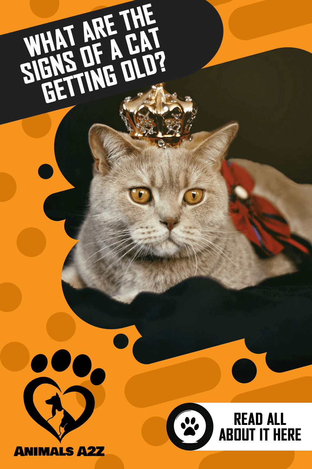 What Are the Signs of Aging Cats? [ Detailed Answer ]