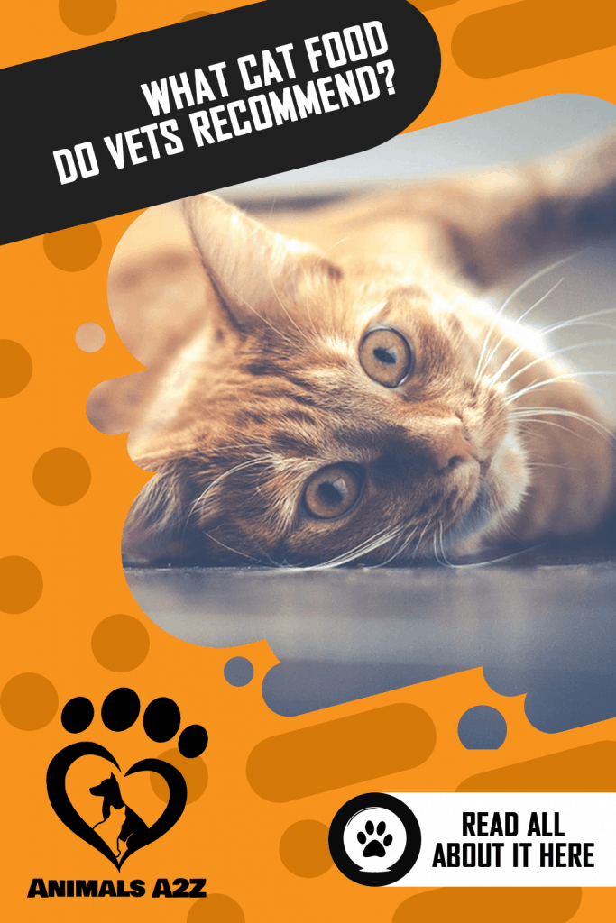 What cat food do vets recommend