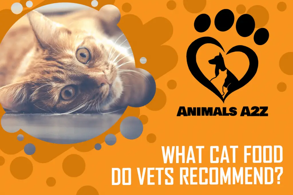 What Cat Food Do Vets Recommend Detailed Answer 