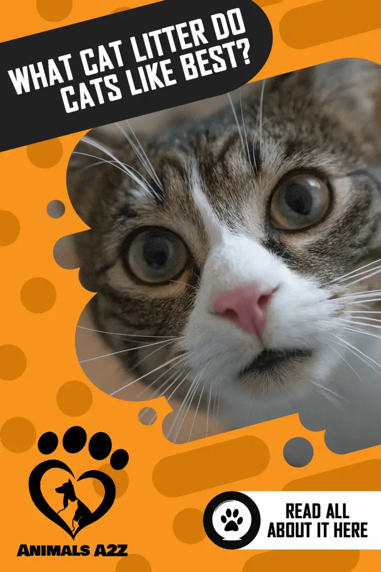 What Type of Litter Do Cats Like Best? [ Detailed Answer ]