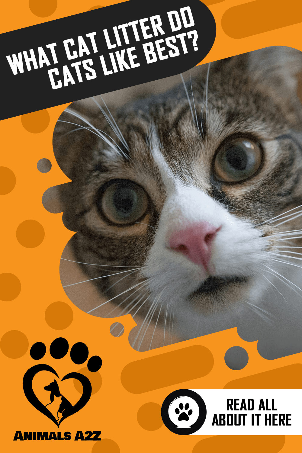 What Type of Litter Do Cats Like Best? [ Detailed Answer ]