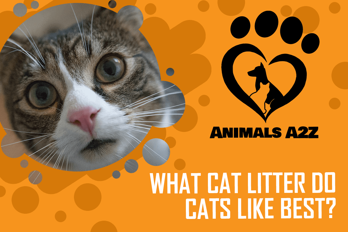 Quelle litière les chats préfèrent-ils ?