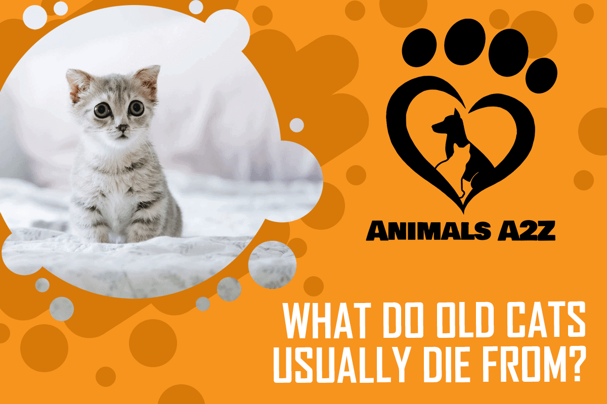 Hvad dør gamle katte normalt af?
