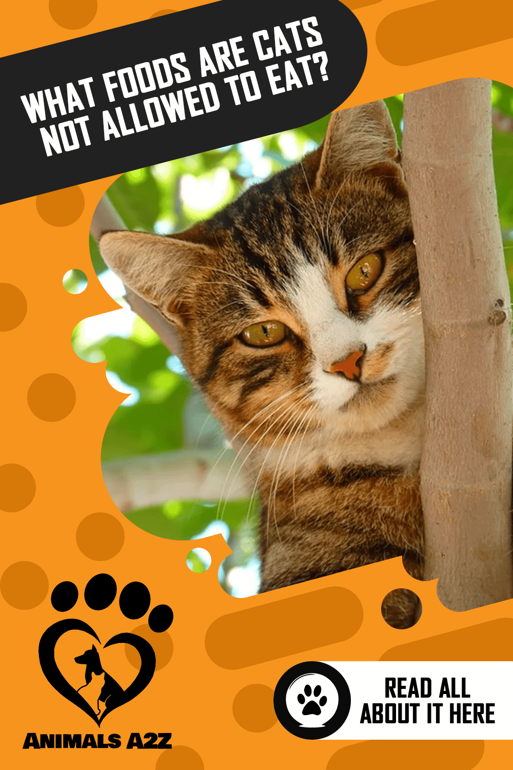 What Foods Are Cats Not Allowed to Eat? [ Detailed Answer ]