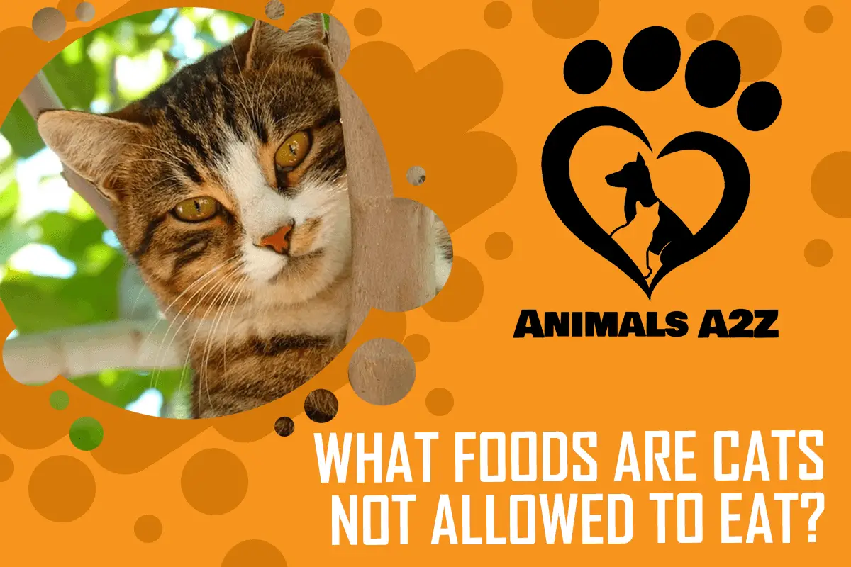 What foods are cats not allowed to eat