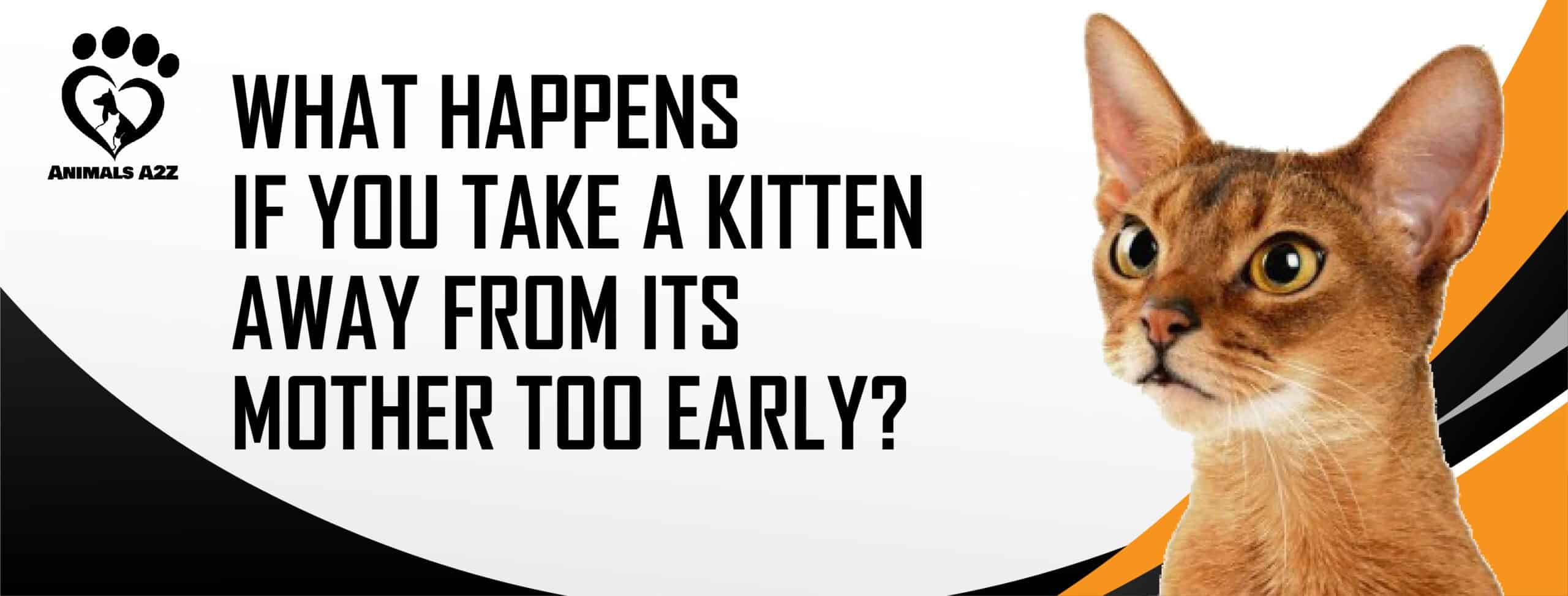 What happens if you take a kitten away from its mother too early