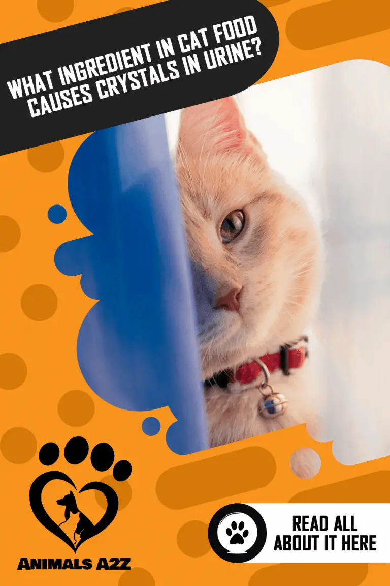 What Ingredient in Cat Food Causes Crystals in Urine? [ Detailed Answer ]