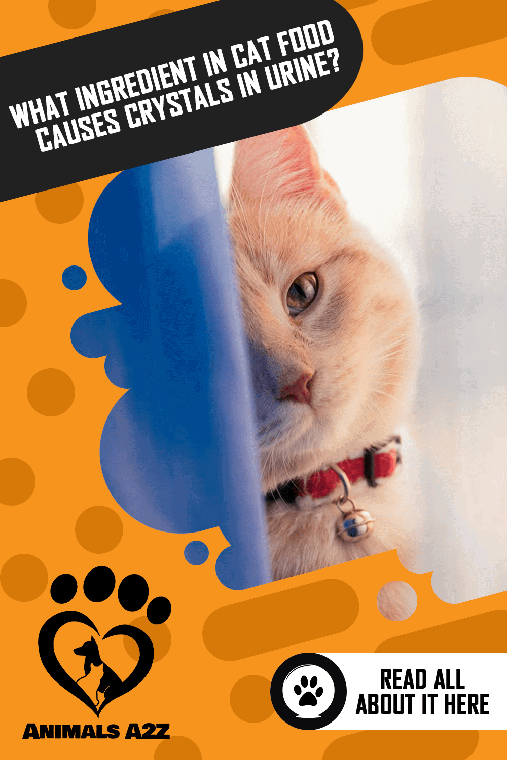 What Ingredient in Cat Food Causes Crystals in Urine? [ Detailed Answer ]