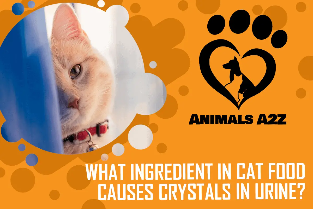 What ingredient in cat food causes crystals in urine_