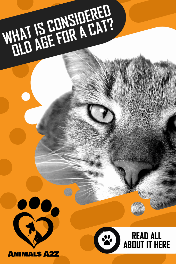 What is considered old age for a cat