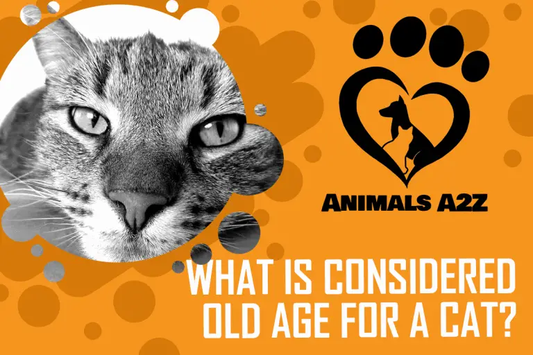 what-is-considered-old-age-for-a-cat-detailed-answer