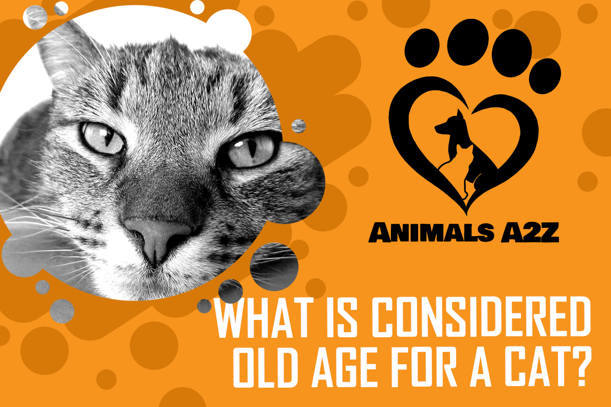 Qu'est-ce qui est considéré comme un âge avancé pour un chat ?