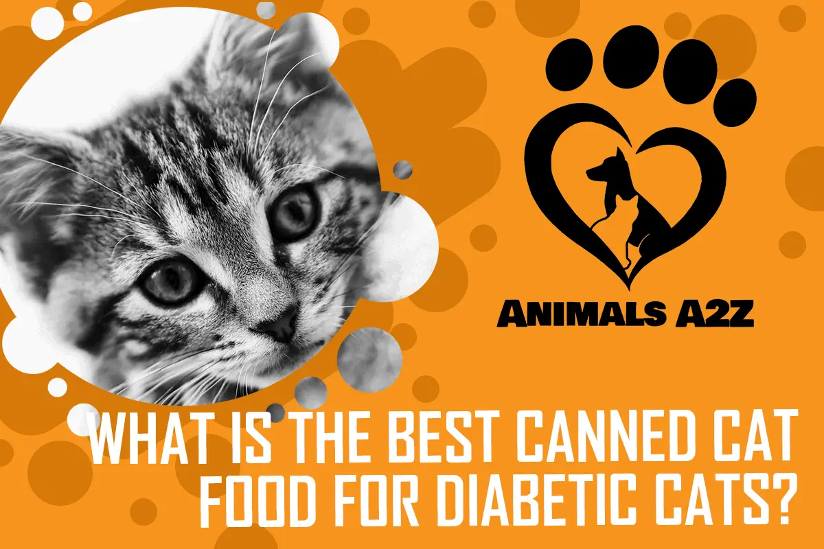 What is the best canned cat food for diabetic cats