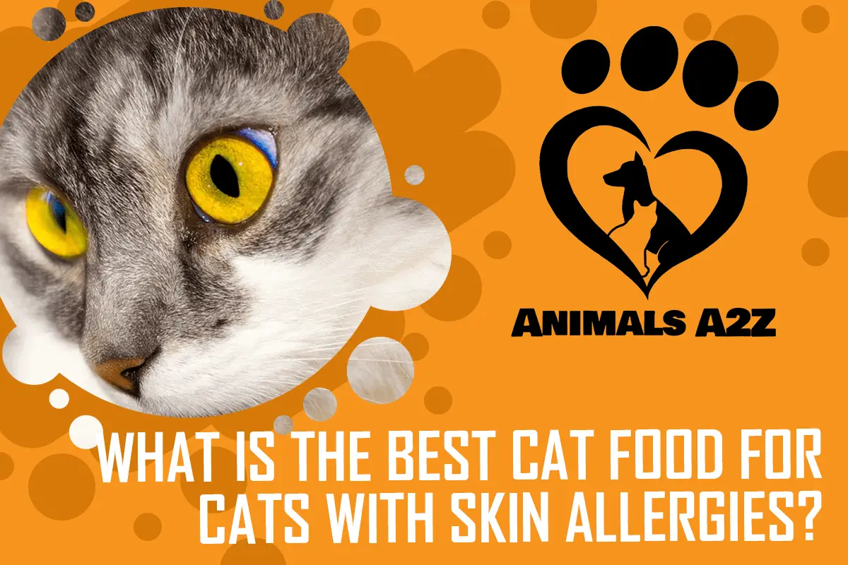 What is the best cat food for cats with skin allergies