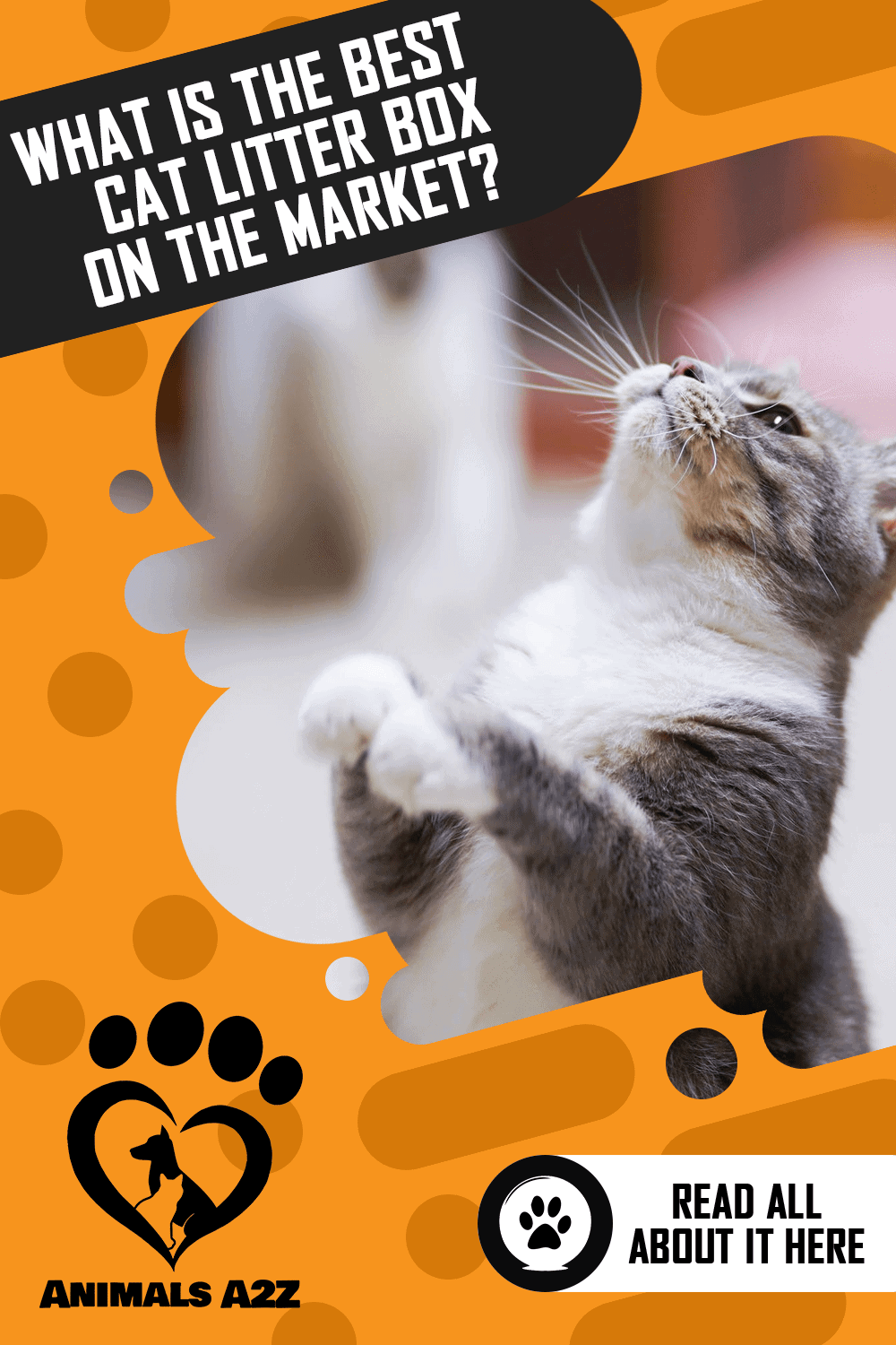 What is the best cat litter box on the market? [ Detailed Answer ]