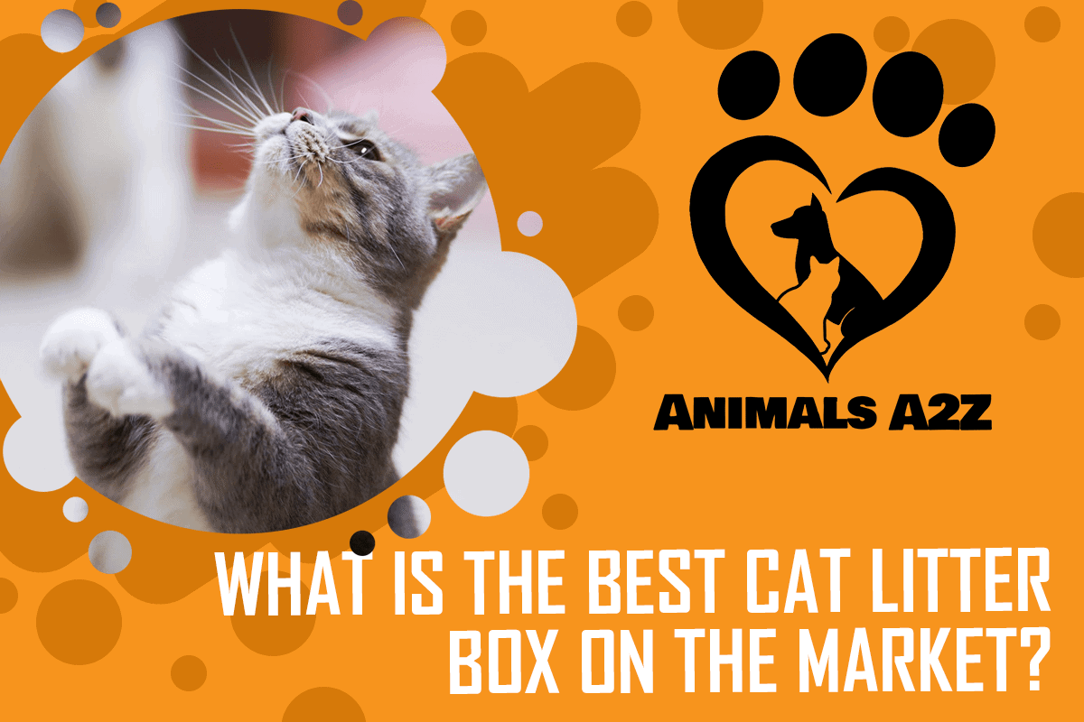 What is the best cat litter box on the market