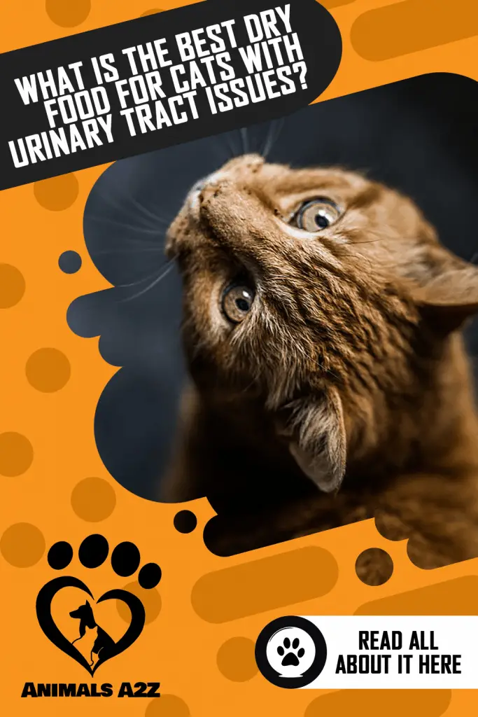 What is the best dry food for cats with urinary tract issues