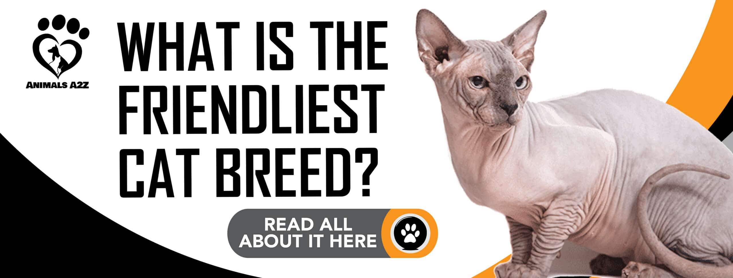 What is the friendliest cat breed