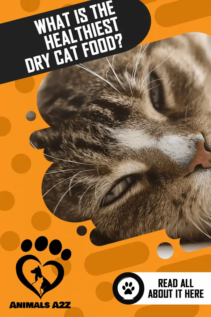 What is the healthiest dry cat food