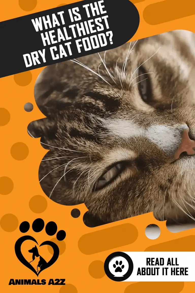 What is the Healthiest Dry Cat Food? [ Detailed Answer ]