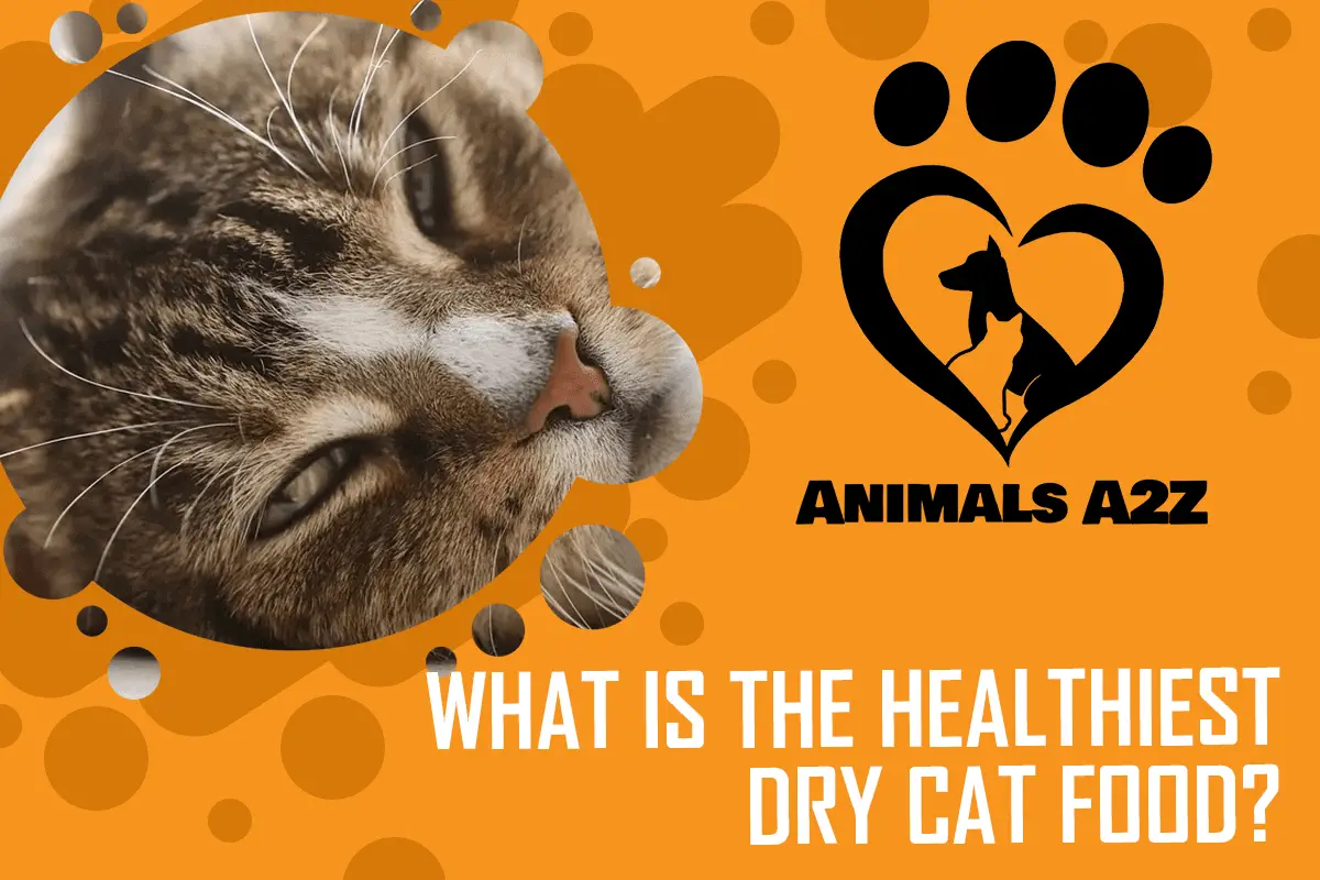 What is the healthiest dry cat food