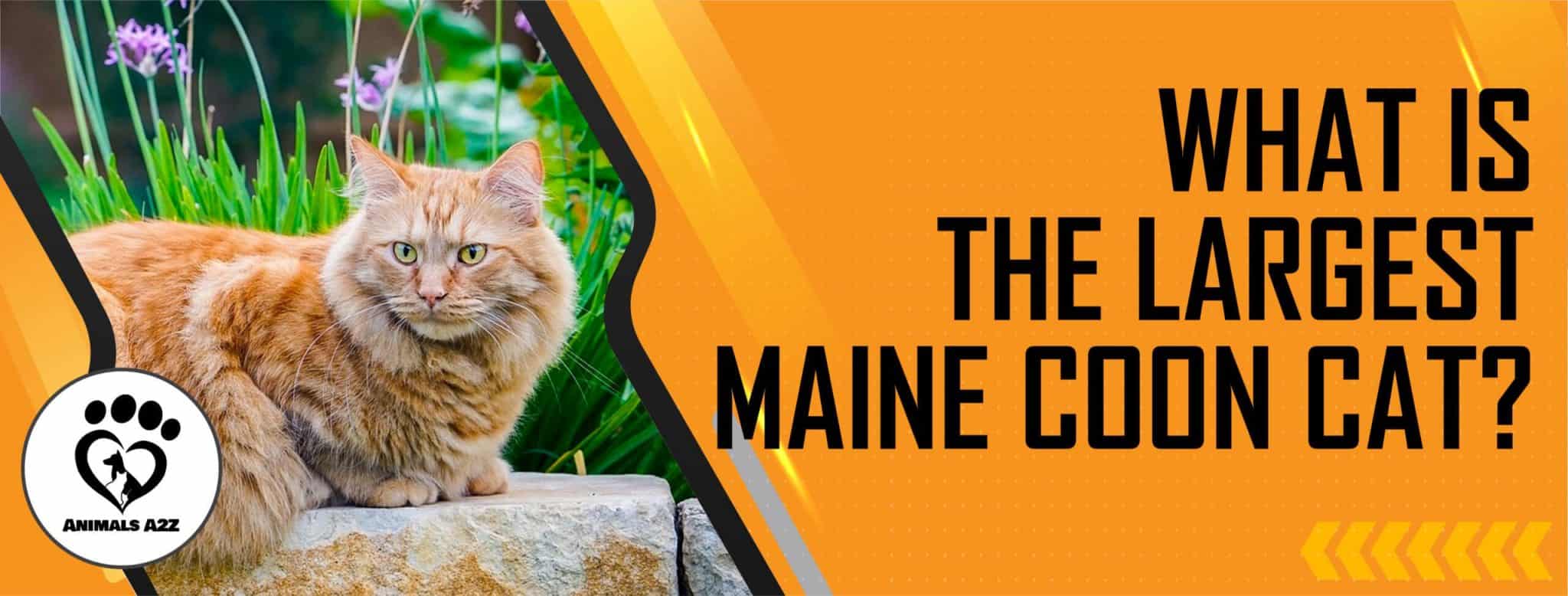 what-is-the-largest-maine-coon-cat-detailed-answer