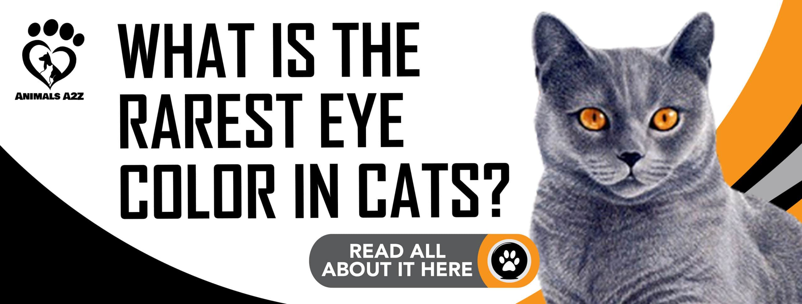 What is the rarest eye color in cats