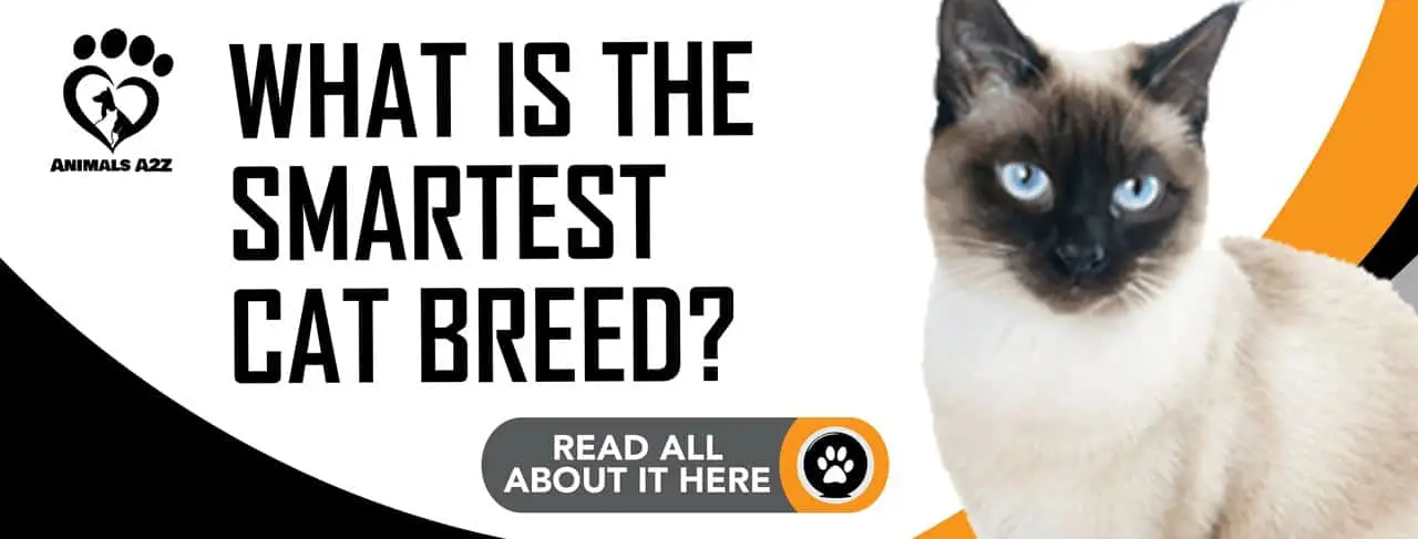 What is the smartest cat breed?