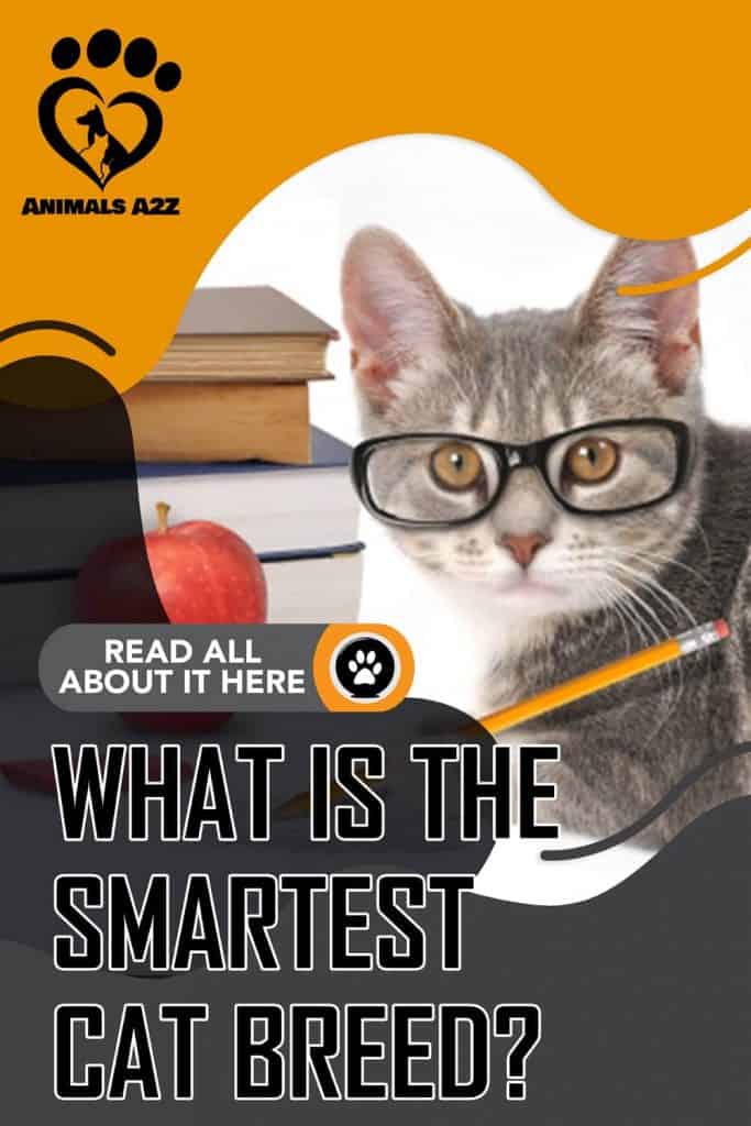 What is the smartest cat breed?