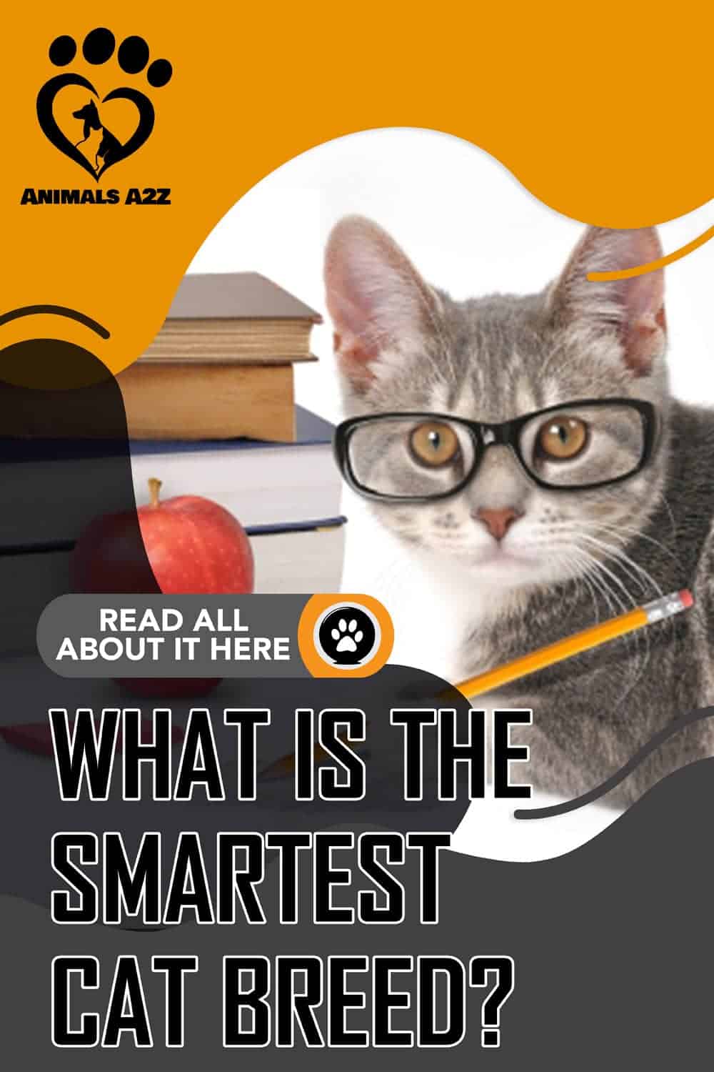 What is the smartest cat breed? [ Detailed Answer ]