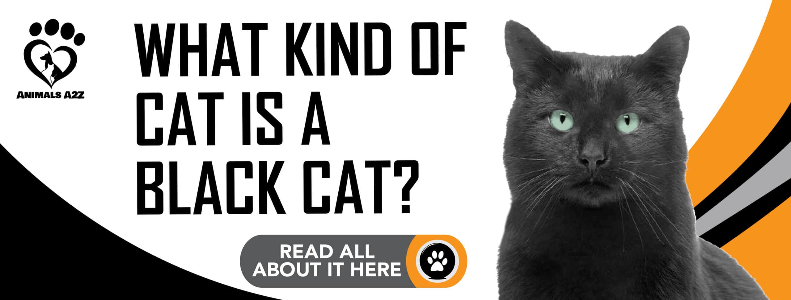 ¿Qué tipo de gato es un gato negro?