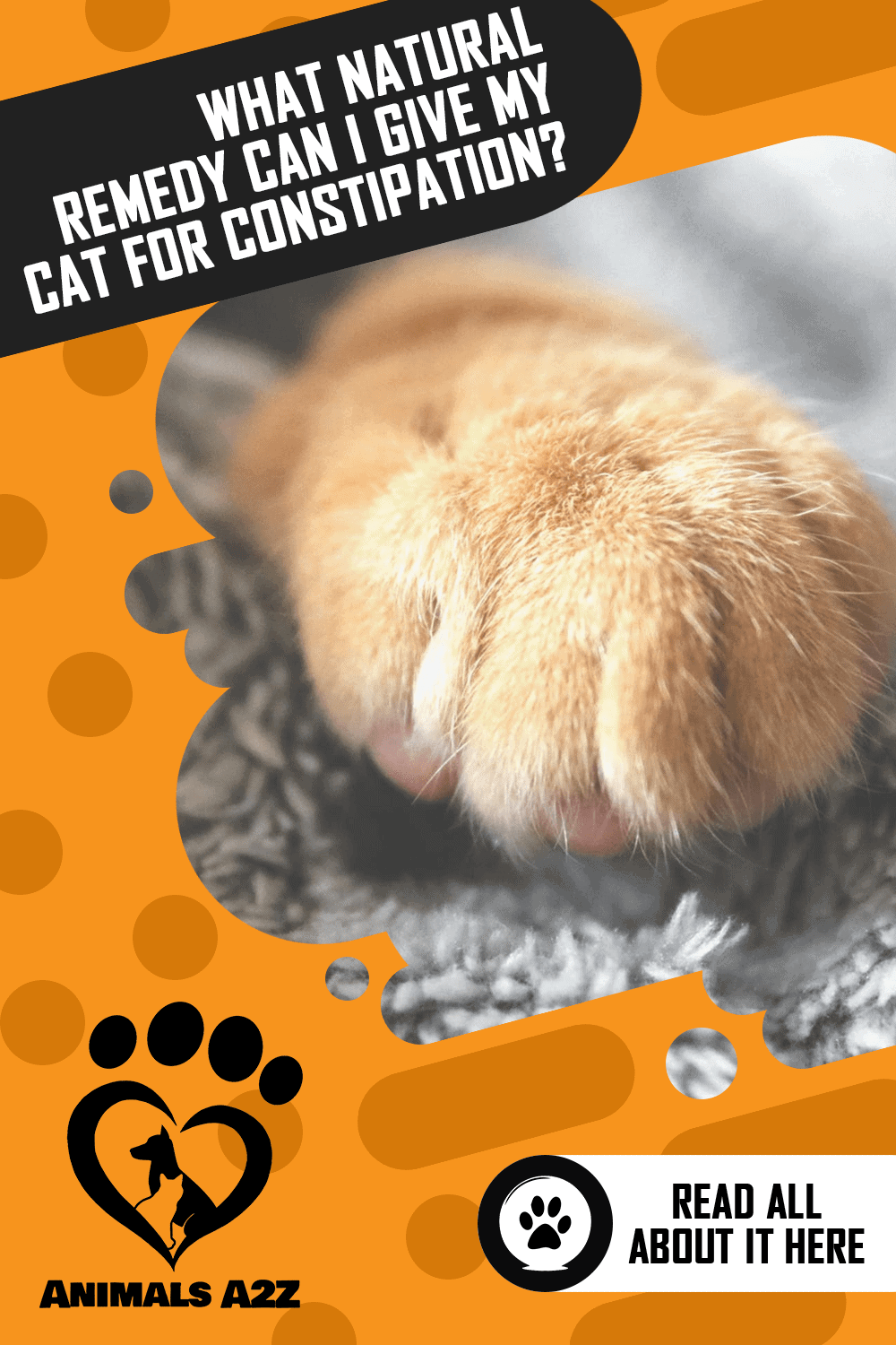 What Natural Remedy Can I Give My Cat for Constipation? [ Answer ]