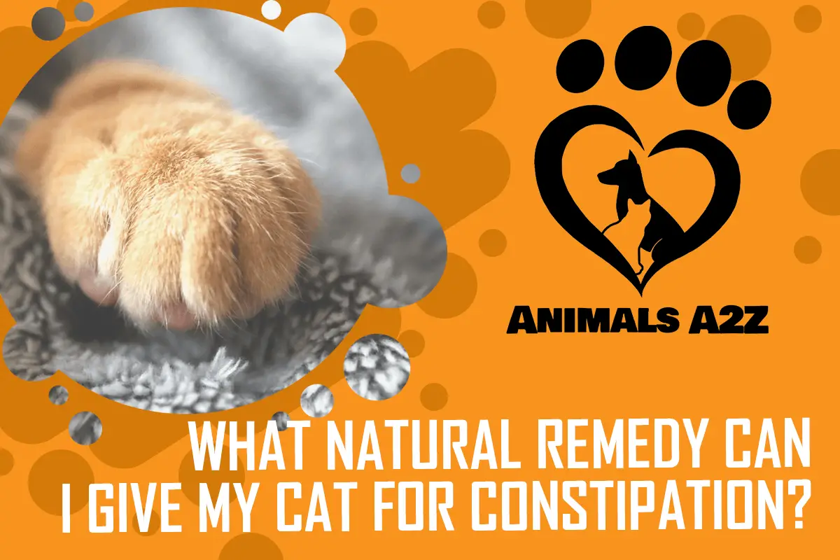 What natural remedy can I give my cat for constipation