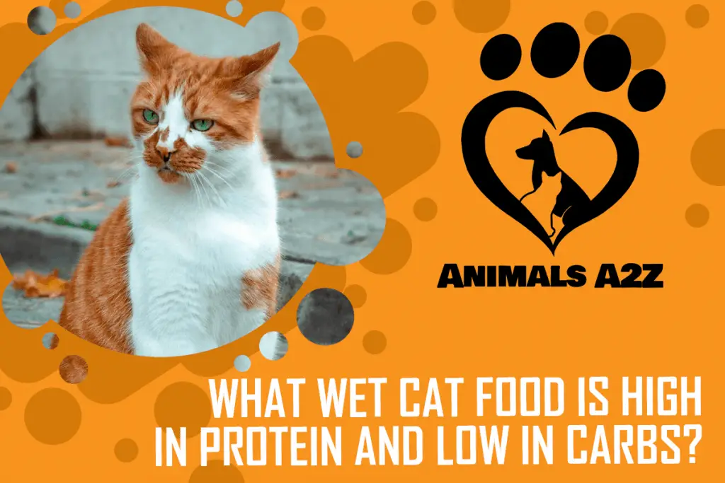 high protein low carb canned cat food