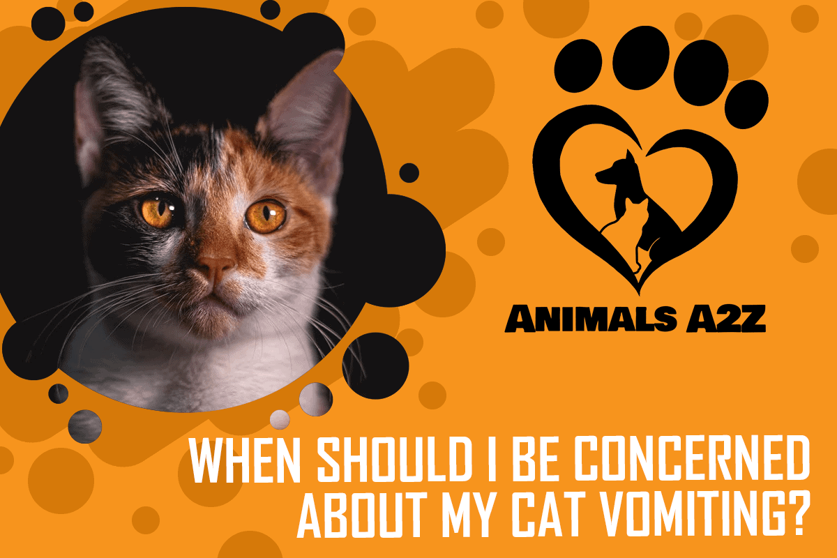 When should I be concerned about my cat vomiting