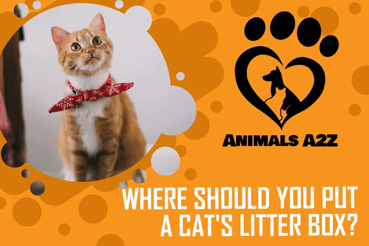 Where should you put a cat_s litter box