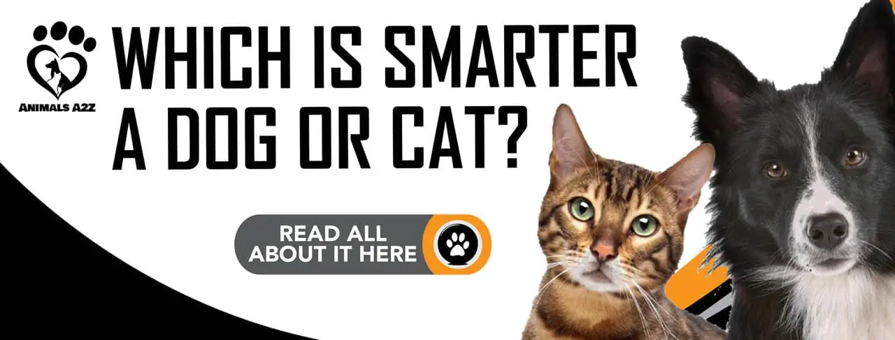 Which is smarter: a cat or a dog?