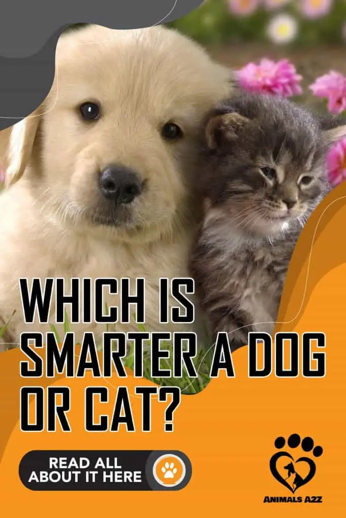 Lequel est le plus intelligent : un chat ou un chien ?