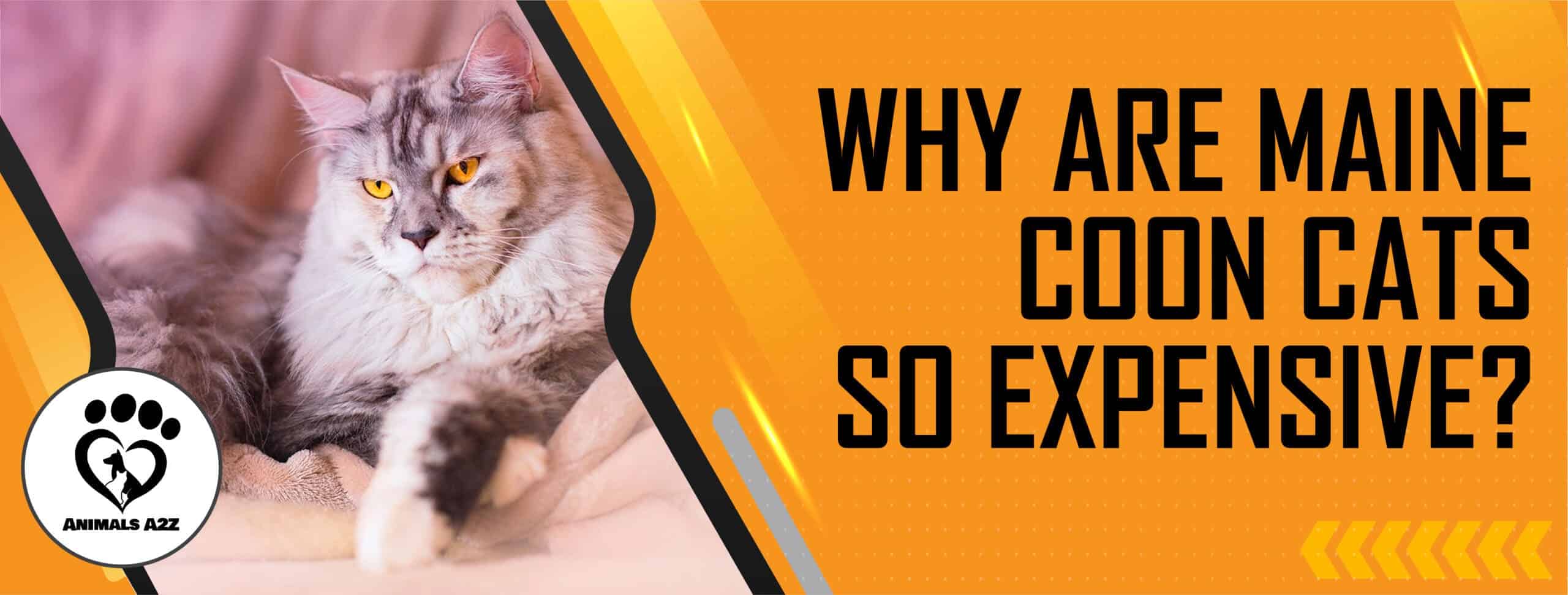 Why are Maine Coon cats so expensive? [ Detailed Answer ]