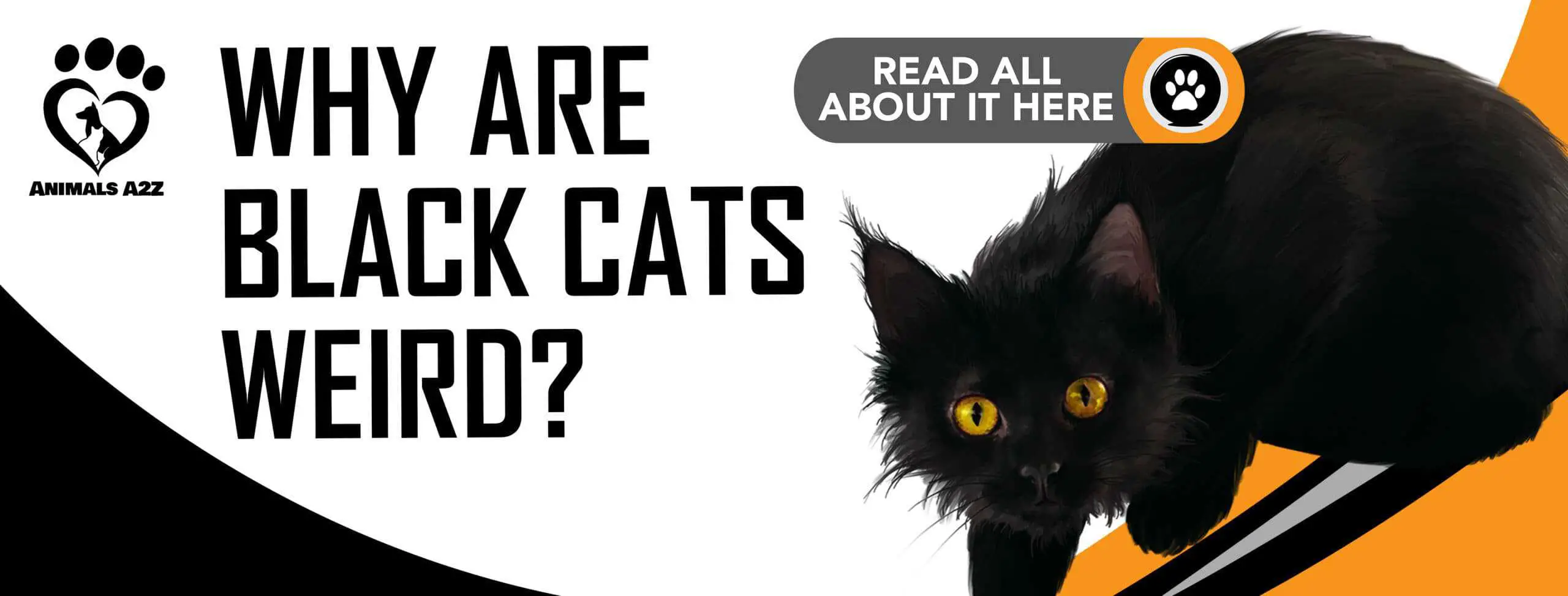 Hvorfor er sorte katte underlige
