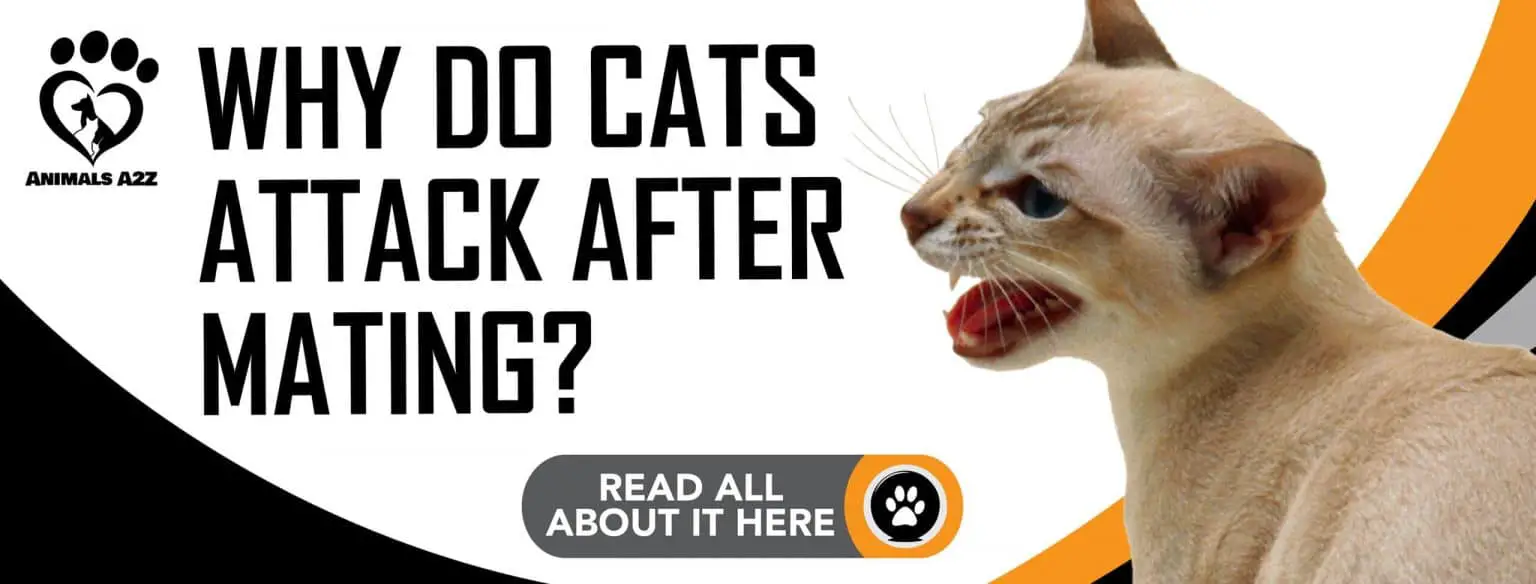 Hvorfor angriber katte efter parring? [ Detaljeret svar ]