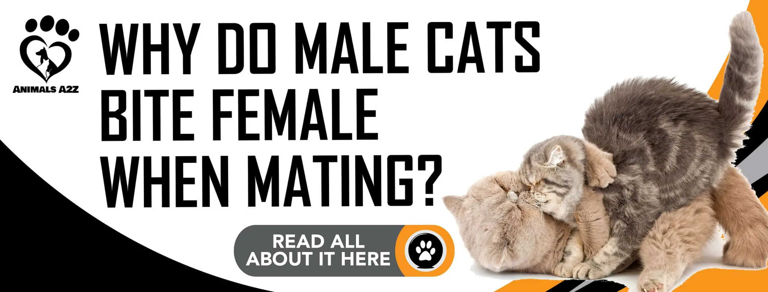 Why do male cats bite female when mating