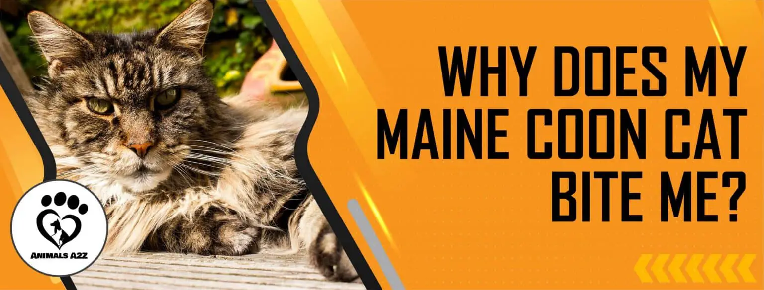 Pourquoi mon chat Maine Coon me mordil ? [ Réponse détaillée ]